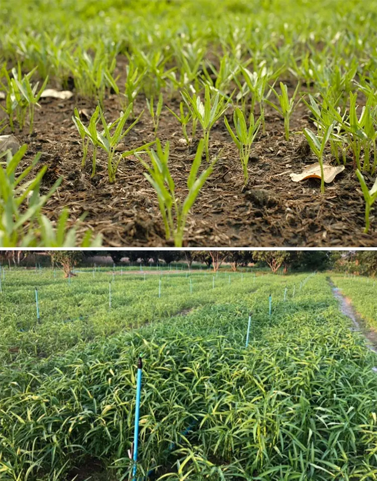 budidaya kangkung darat