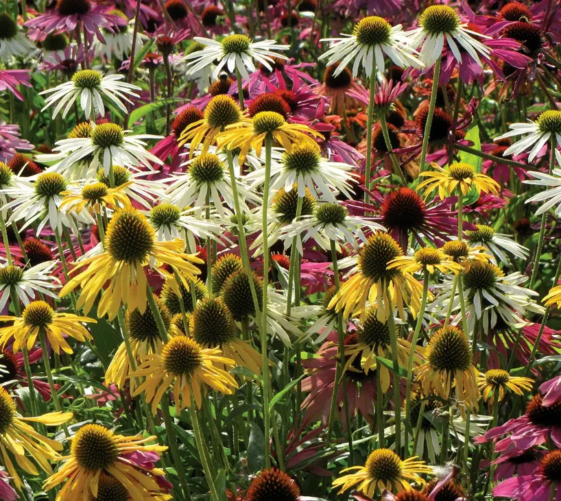 Cara Menanam Echinacea