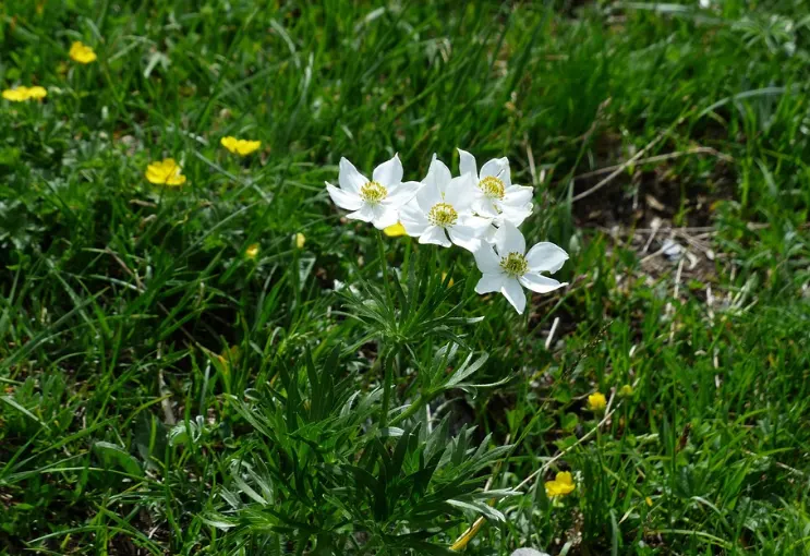 habitat bunga anemone