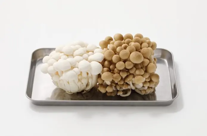 jamur shimeji putih dan jamur shimeji coklat