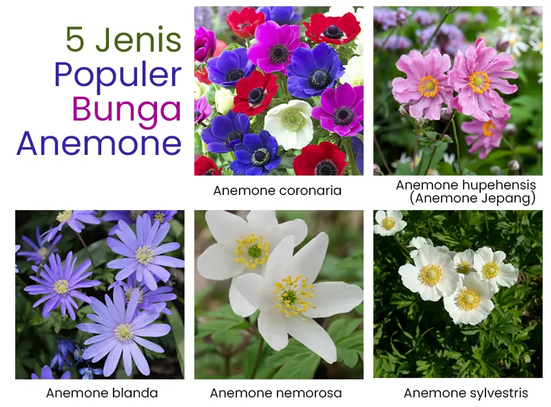 jenis bunga anemone