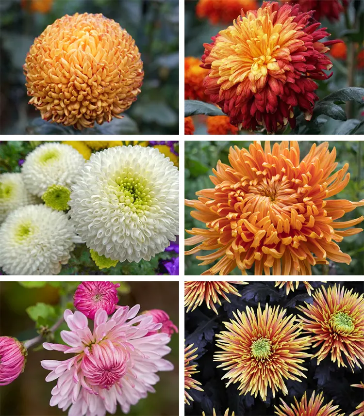 bunga Chrysanthemum