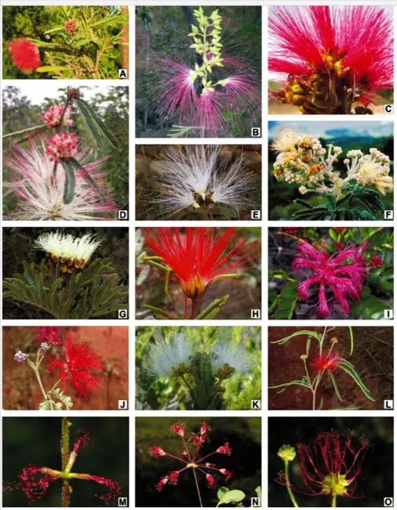 jenis jenis kaliandra