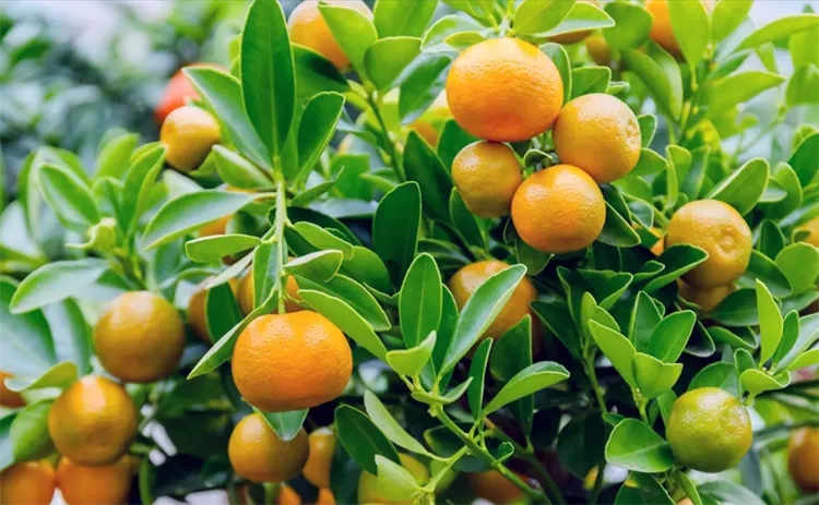 jeruk kalamansi adalah