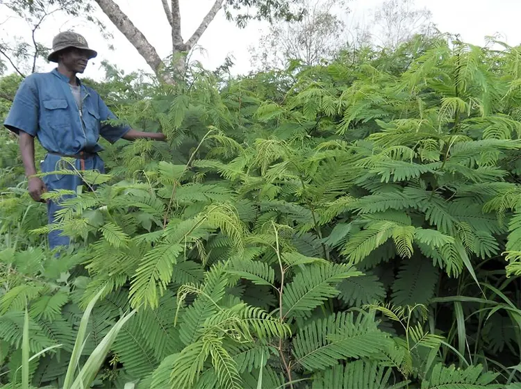 Kaliandra untuk Restorasi Lahan