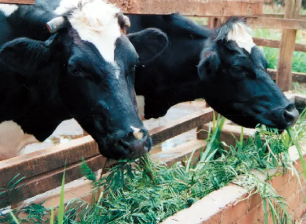 Kaliandra untuk Pakan Ternak