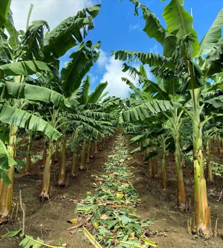 menanam pisang tanduk