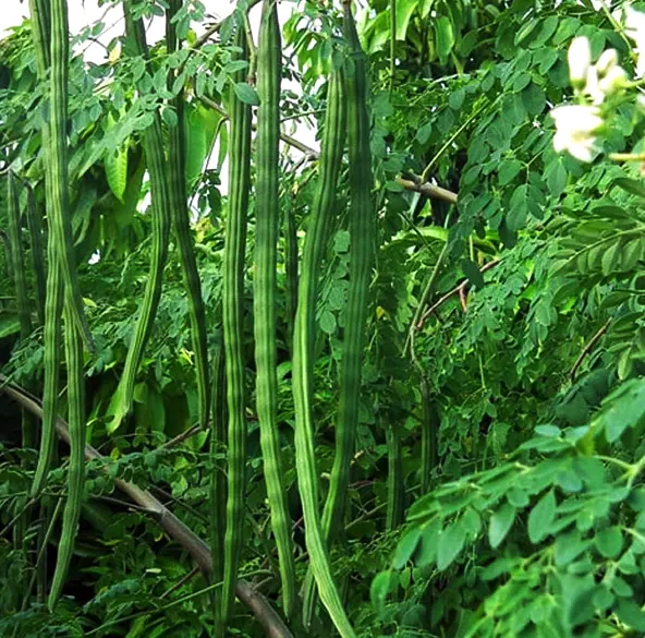 klentang