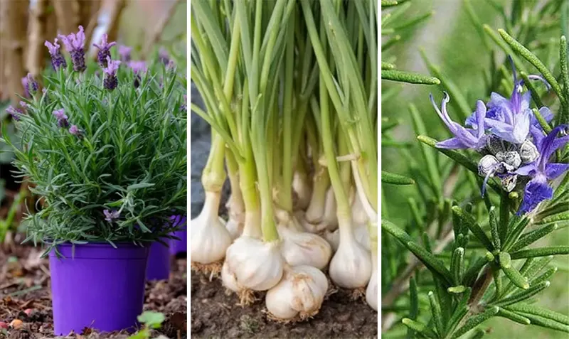 tanaman pengusir tikus