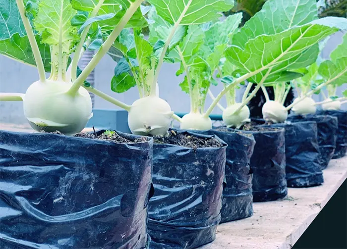 menanam sayur kohlrabi