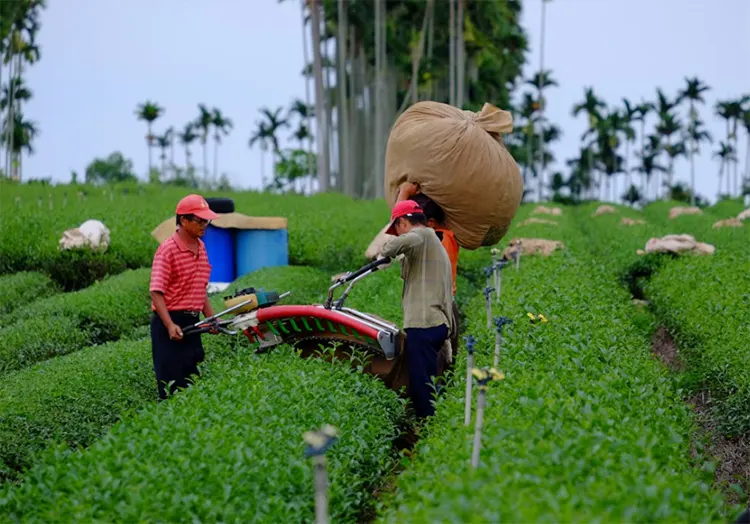 Budidaya Tanaman Hortikultura
