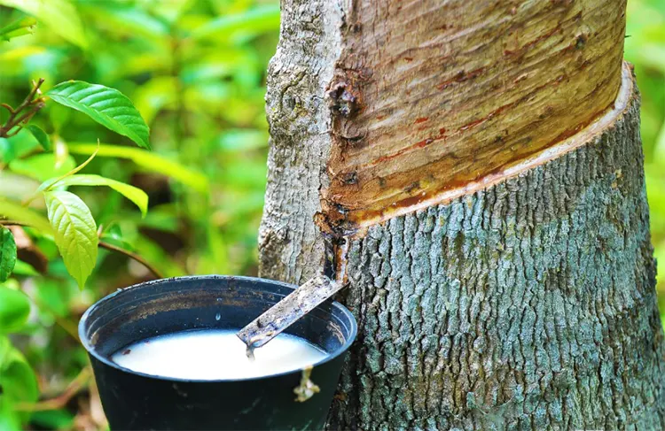 penyadapan pohon karet