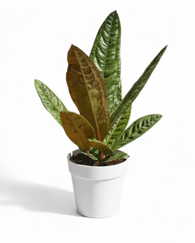 perawatan anthurium superbum