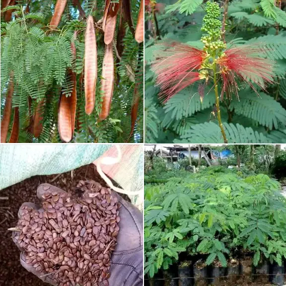 Cara budidaya kaliandra