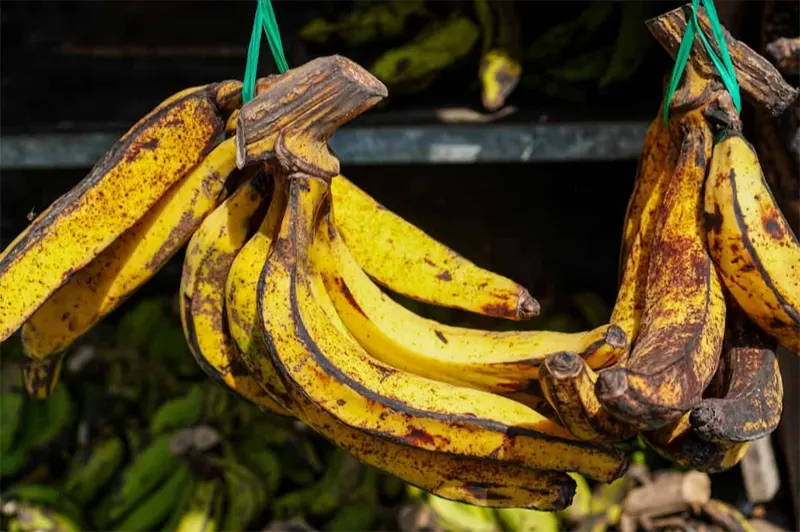 pisang tanduk adalah