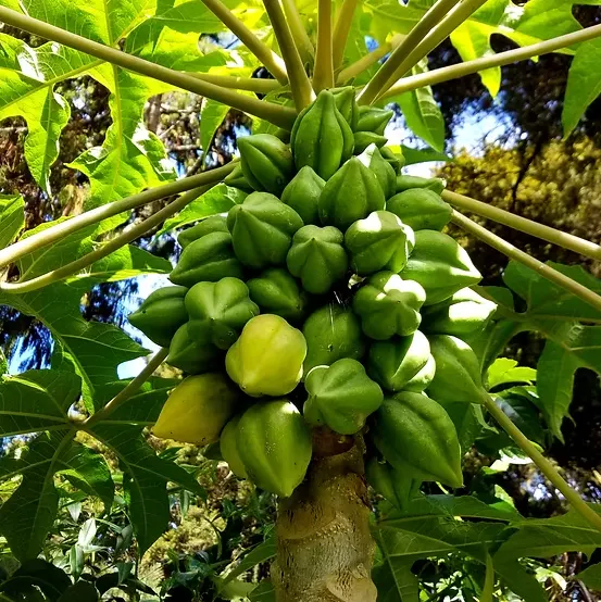 pohon buah carica