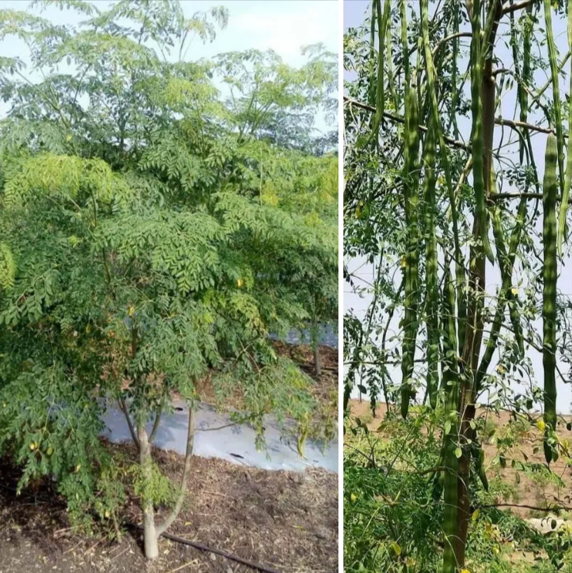buah pohon kelor