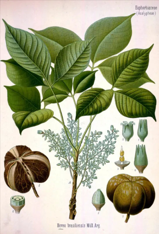 pohon karet