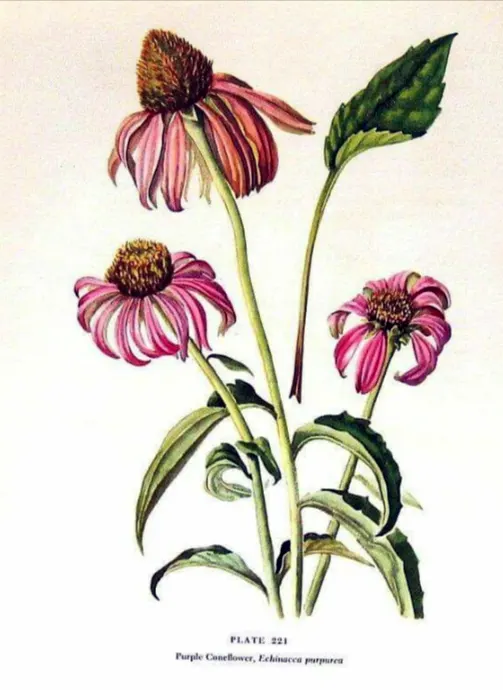 Echinacea