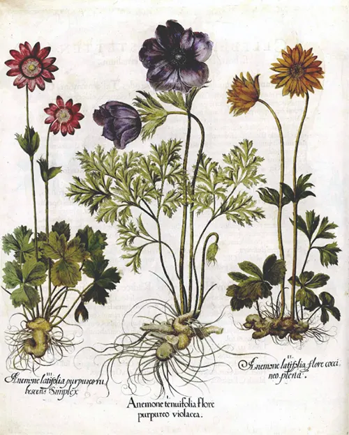 bunga anemone