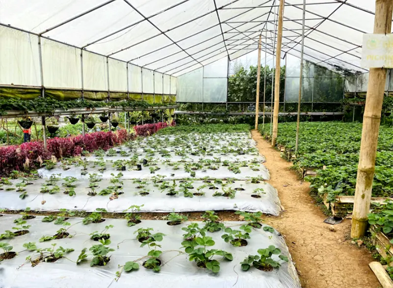 budidaya tanaman hortikultura