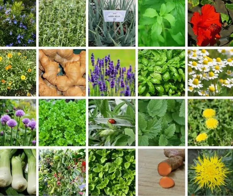 menanam tanaman obat