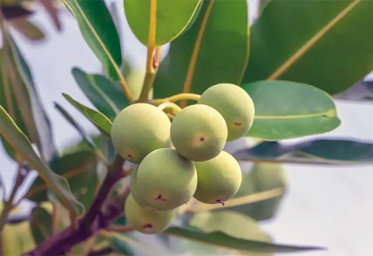 tanaman nyamplung adalah