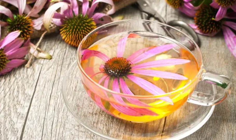 Resep Teh Echinacea