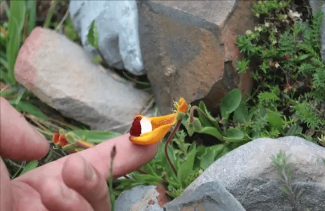 Bunga Darwin’s Slipper