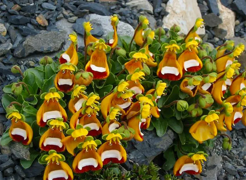 bunga darwin's slipper adalah