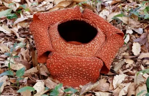 Bunga Rafflesia: Keunikan Ekstrim di Hutan Tropis Kita