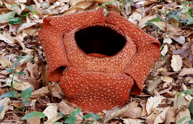 bunga rafflesia adalah