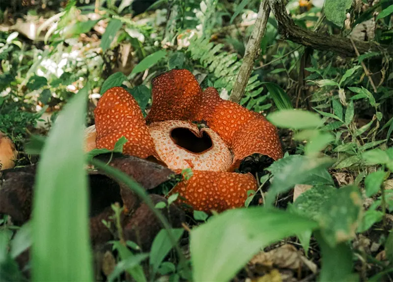 Bunga Rafflesia