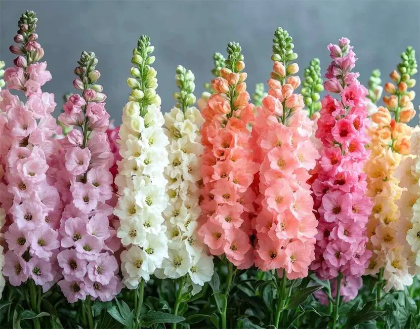 bunga snapdragon adalah