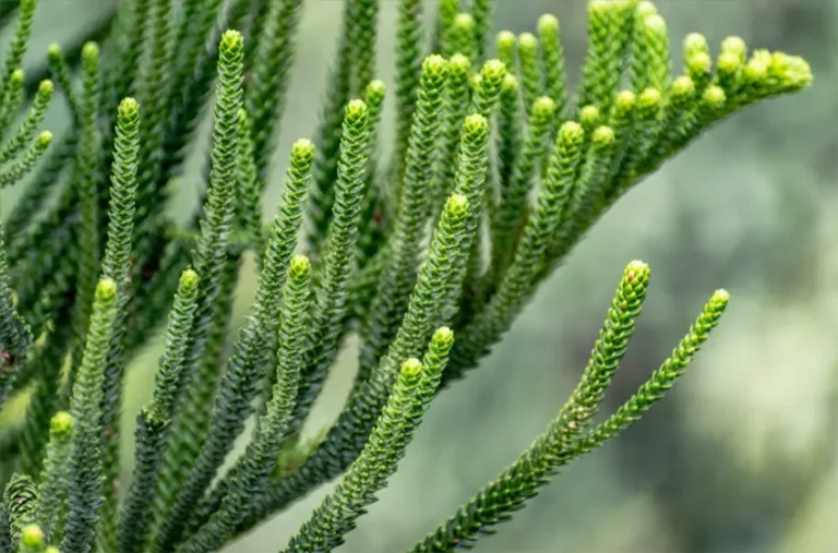 cemara norfolk adalah