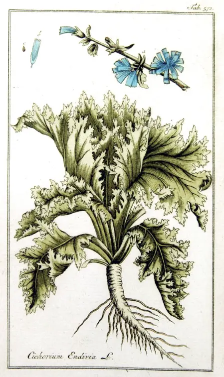 endive adalah