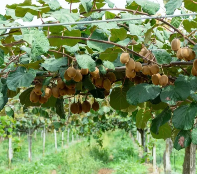 kebun buah kiwi