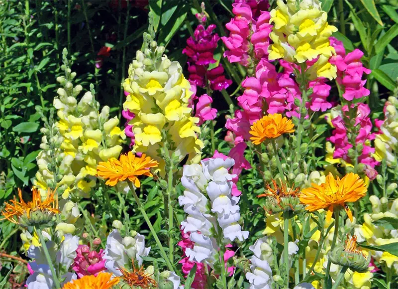 bunga snapdragon