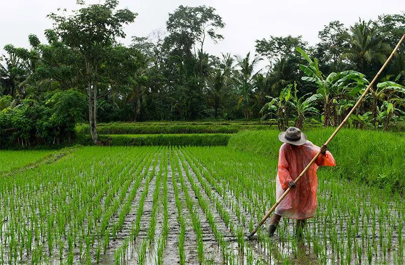 pertanian berkelanjutan