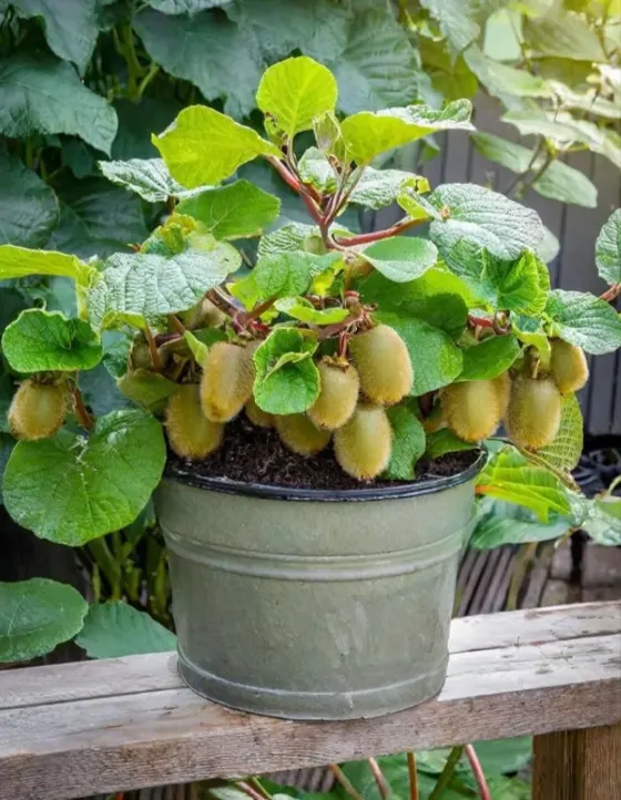 tanaman buah kiwi