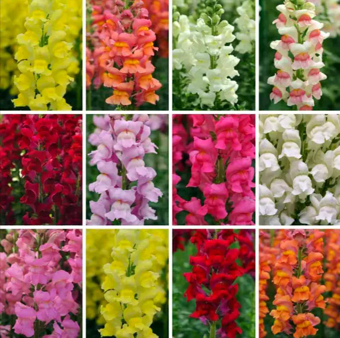 warna bunga snapdragon