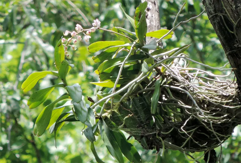 anggrek Aerides odorata