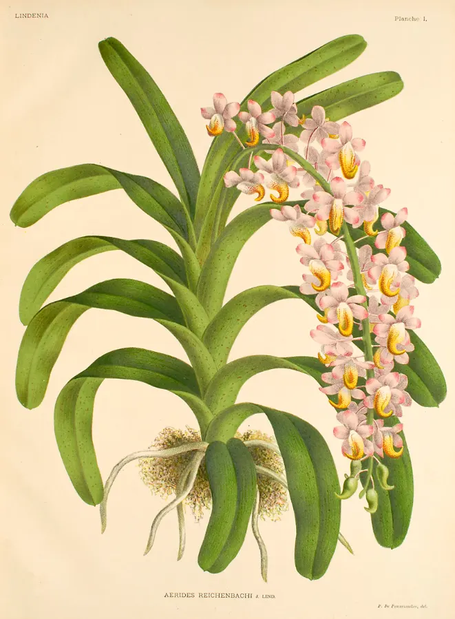 anggrek Aerides odorata