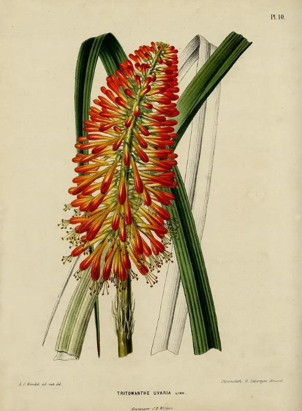 bunga Kniphofia 