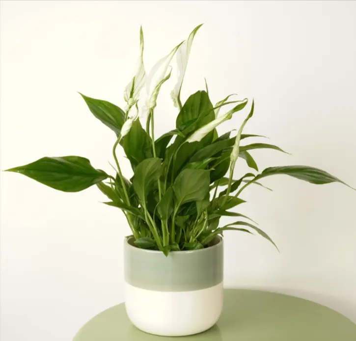 Peace Lily (Spathiphyllum)