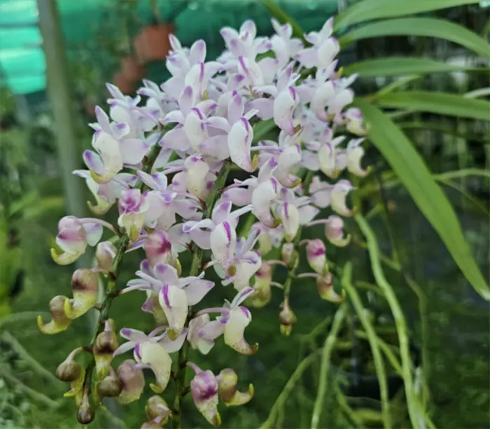 Anggrek Aerides odorata adalah