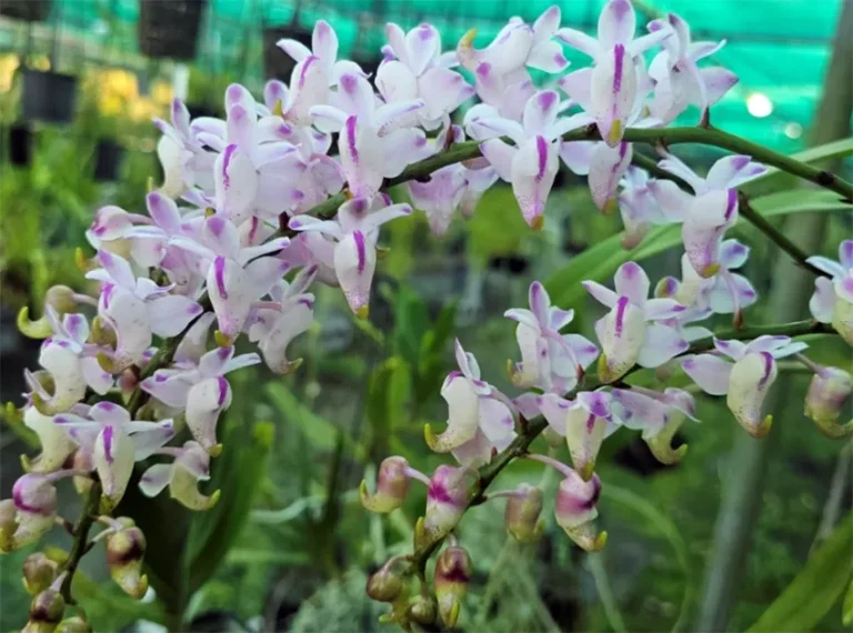 anggrek Aerides odorata adalah