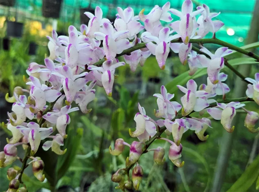 anggrek Aerides odorata adalah
