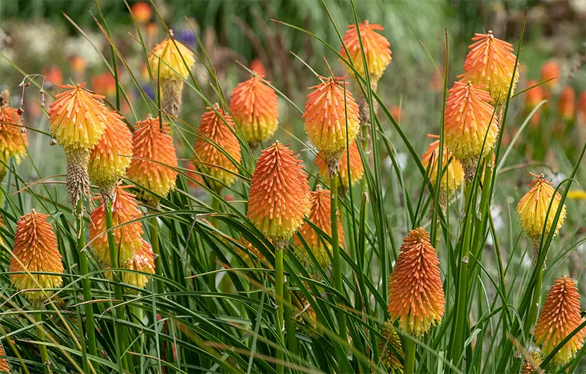 bunga kniphofia adalah