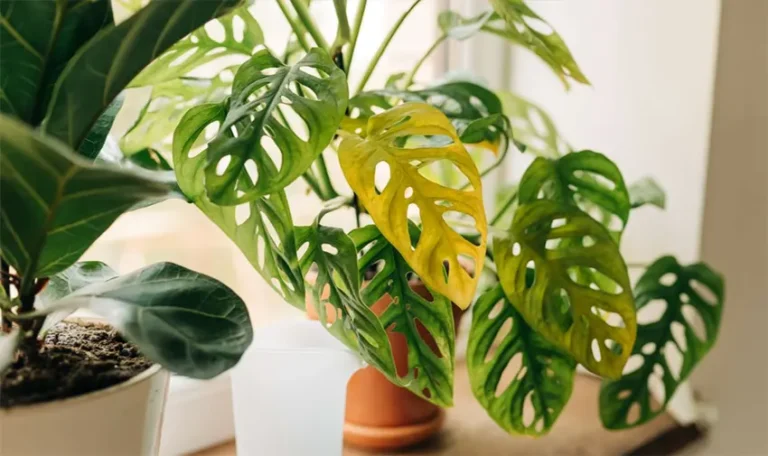 daun tanaman menguning